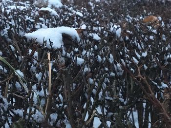 Close-up of frozen ice