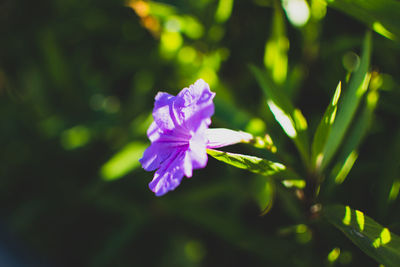 Close-up of purple flowering plant