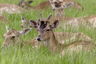 Deer resting in field