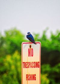 Bird perching on a sign