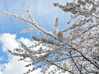 Low angle view of cherry blossom tree against sky