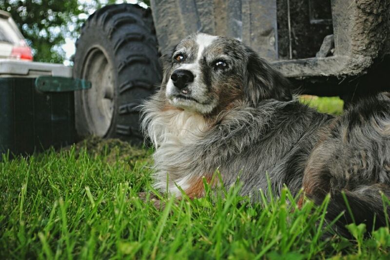 DOG ON FIELD