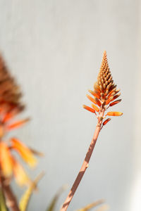 Close-up of orange flowering plant