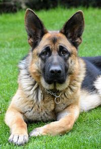 Close-up portrait of dog on field