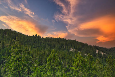 Scenic view of forest against sky during sunset