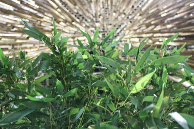 Close-up of fresh green plant