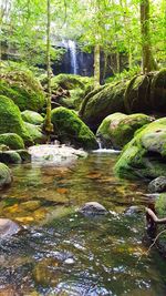 Stream flowing through rocks in forest