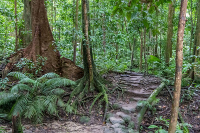 Trees in forest