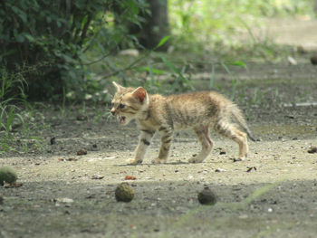 Cat on ground