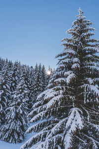 Low angle view of trees against clear sky