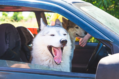 A white siberian husky sitting in a car, looking out the open window, yawning with his tongue out. 