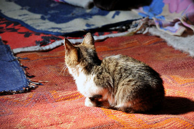 High angle view of cat resting on bed