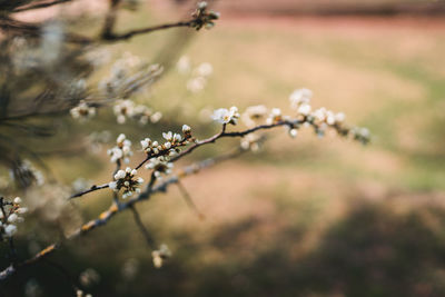 Close-up of cherry blossoms on branch