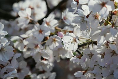 Close-up of insect on white flowers