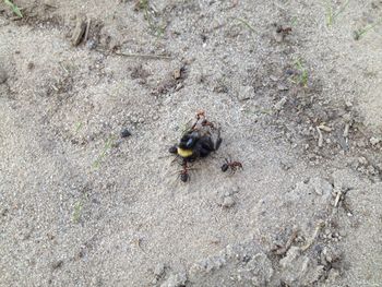 High angle view of bee