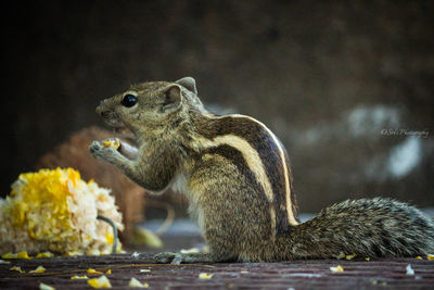 Close-up of squirrel eating flower