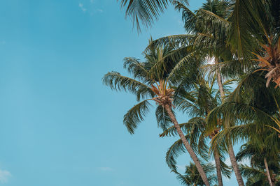 Low angle view of palm tree against blue sky