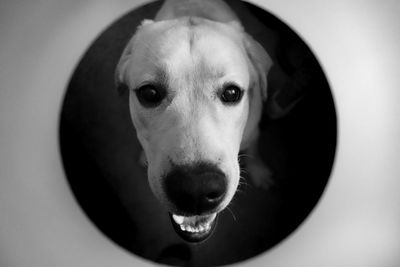 Close-up portrait of dog at home