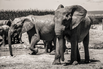 View of elephant standing on field