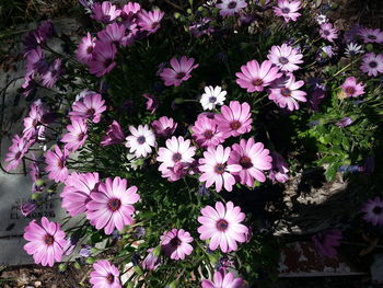 Close-up of pink flowers