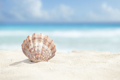 Close-up of seashell at beach