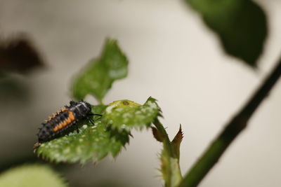 Close-up of insect on plant