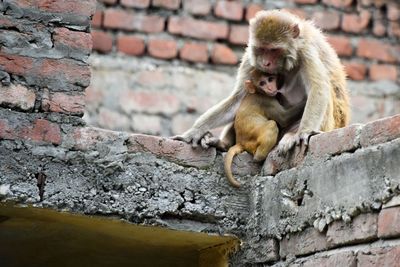 Monkey on stone wall