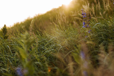 Close-up of plants growing on field