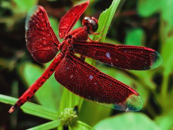 Close-up of dragonfly on plant