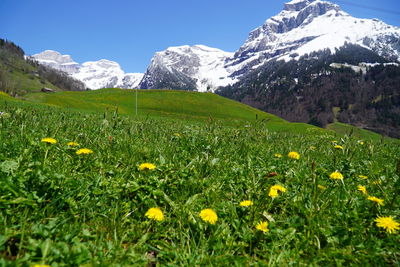 Scenic view of grassy field against mountain range