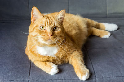 Red cat. beautiful domestic red cat. the cat is clean healthy groomed.