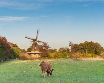 Horse on field against sky