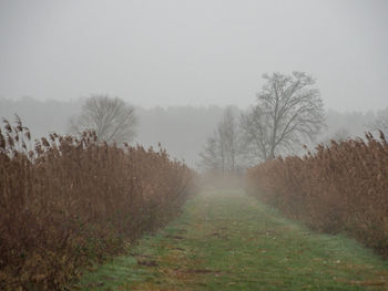 Trees on field against sky during winter