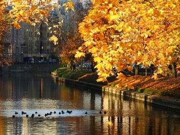 Ducks swimming in lake during autumn