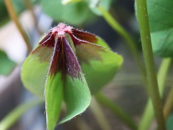 Close-up of purple flowering plant