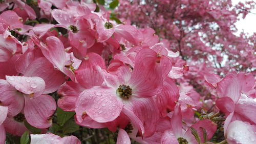 Close-up of pink flowers blooming on tree