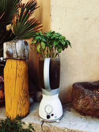 Close-up of potted plant on table