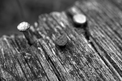 High angle view of nails on old plank