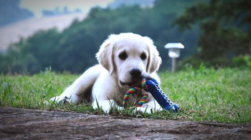 Portrait of dog sticking out tongue on field