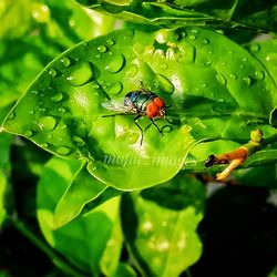 Close-up of raindrops on leaf