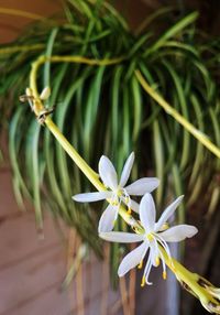 Close-up of white flower