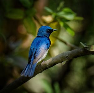 Close-up of bird perching on branch