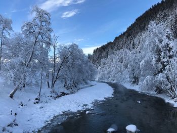 Snow covered trees against sky