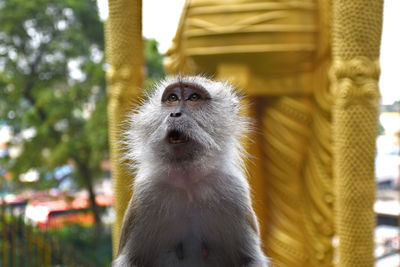 Low angle view of looking away against trees