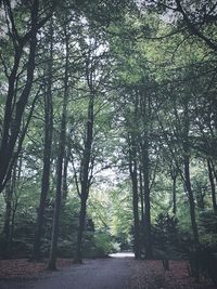 Road amidst trees in forest