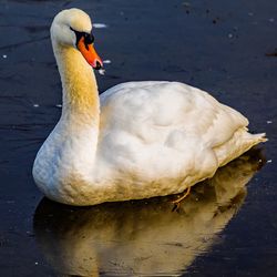 Close-up of swan