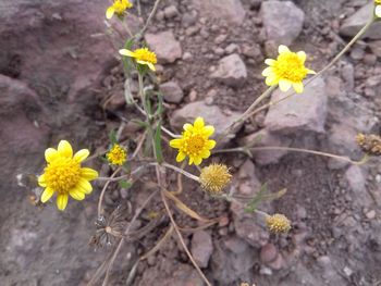 Close-up of yellow flowers