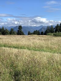 Scenic view of field against sky