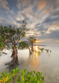 Tree by plants against sky during sunset