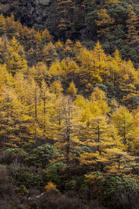 Full frame shot of pine trees in forest during autumn